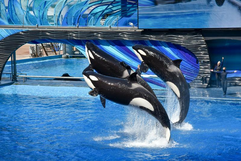 Marineland’s decline raises questions about the future of zoo tourism Marineland’s decline raises questions about the future of zoo tourism