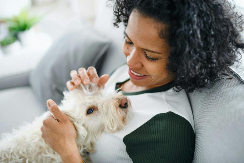 Do dogs behave differently during an owner’s pregnancy? Many dog owners think so