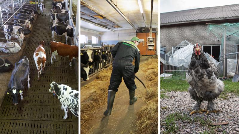 Politiikka | Yliö: Suomen maatalous on rakenteeltaan voimakkaasti polarisoitunut