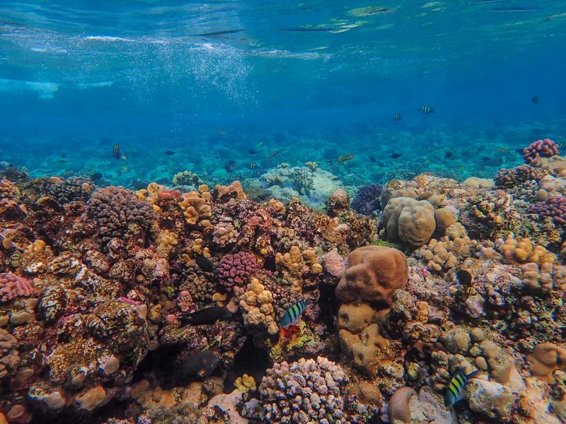 A great unravelling: carbon soars, nature falters