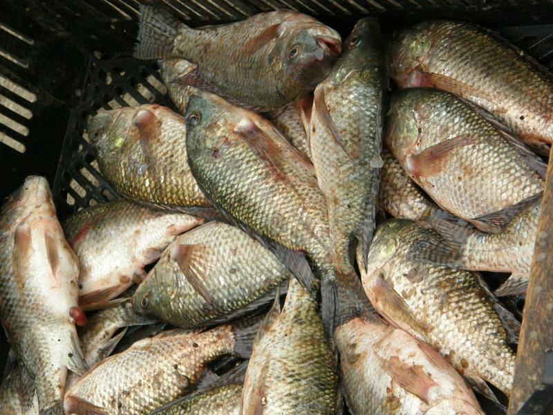 Le tilapia, un poisson dont le succès pose question, des Caraïbes au Pacifique