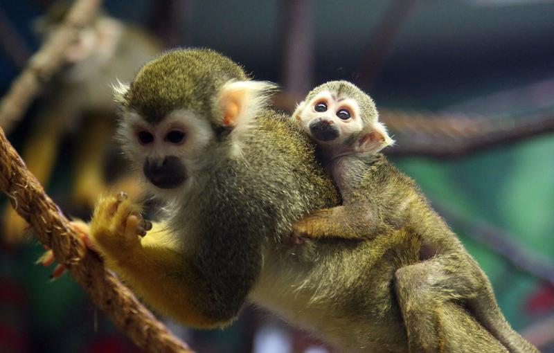 New study reveals how illegal wildlife trade intersects with organized crime in Canada
