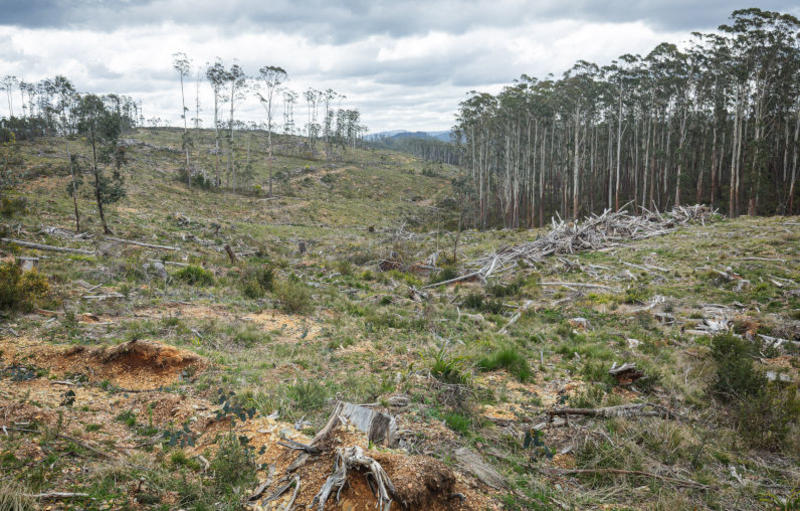 If you go down to the forests today, you’re in for a big surprise (mass deforestation)