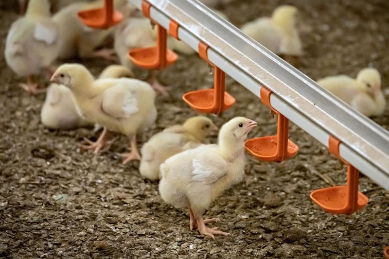 Maatalous | Lukijalta: Suomalaiset broilerintuottajat tekevät työtään ammattitaidolla ja vastuullisesti