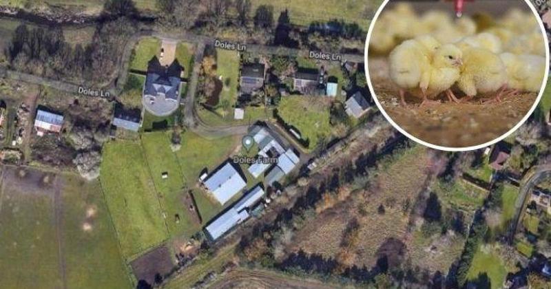 Man loses battle to turn part of chicken farm into housing