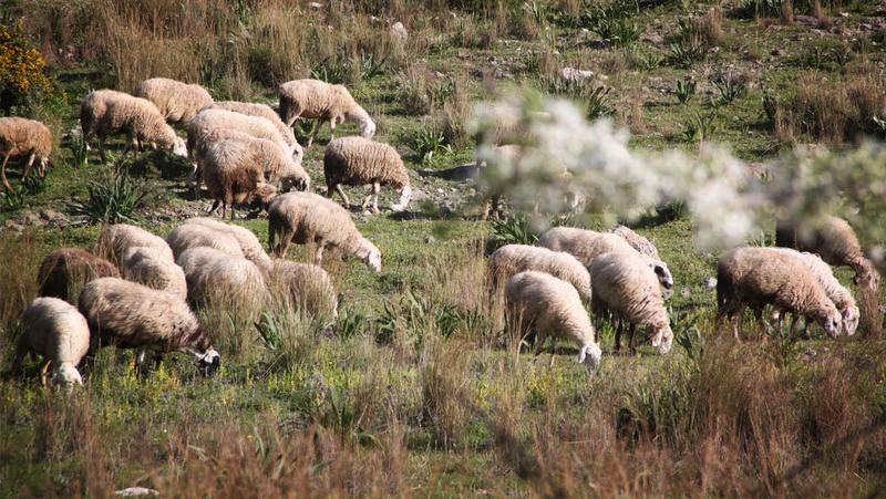 Δέκα μέτρα για την ευλογιά των προβάτων