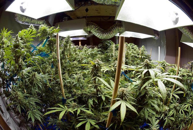 Coltivava marijuana dentro in casa. Otto chili erano pronti per la vendita