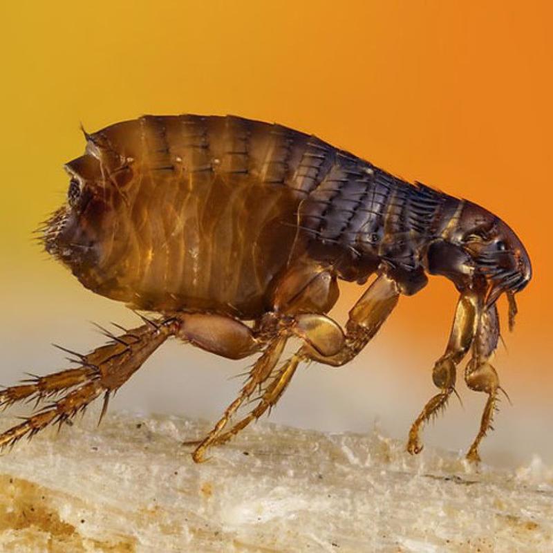 A peste: um infectologista digladiando com um parasita milenar