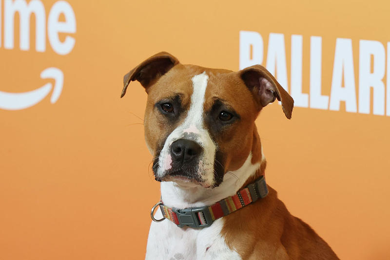 From Amazon Dogs to Slack ‘Glitch’ Walk, These Companies Turn 404 Pages Into Delight From Amazon Dogs to Slack ‘Glitch’ Walk, These Companies Turn 404 Pages Into Delight
