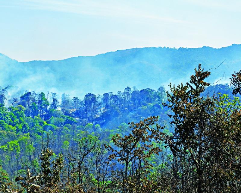 Forest conservation for disaster-proofing India’s future