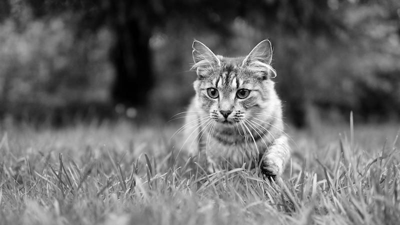 Working Cats: A Brief History Of Human-Feline Partnerships – OpEd