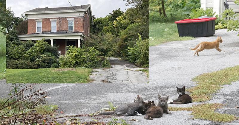 BIGGER PICTURE (Part 1): Cats and Dogs