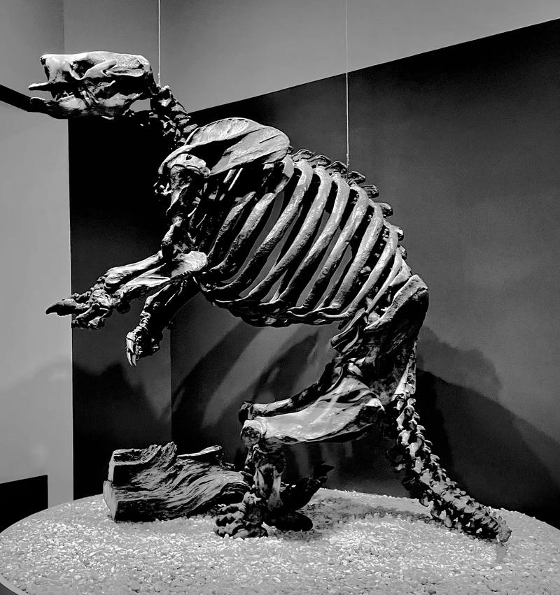 Giant ground sloths’ fossilized teeth reveal their unique roles in the prehistoric ecosystem