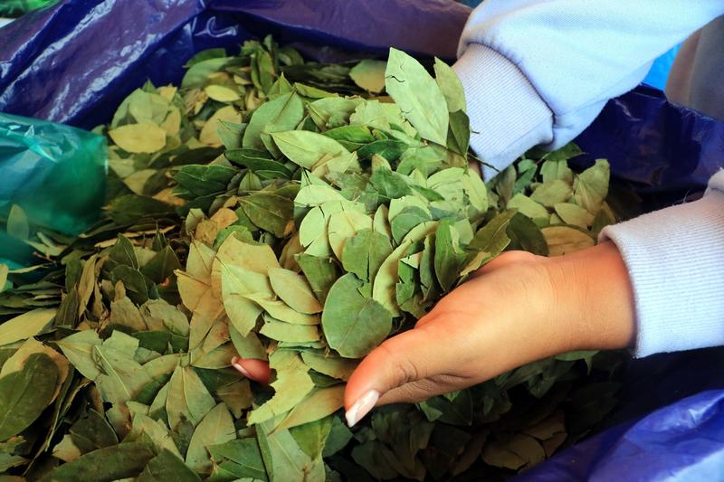 Bolivia defiende en cita científica de la OMS sacar la hoja de coca de la lista de estupefacientes Bolivia defiende en cita científica de la OMS sacar la hoja de coca de la lista de estupefacientes