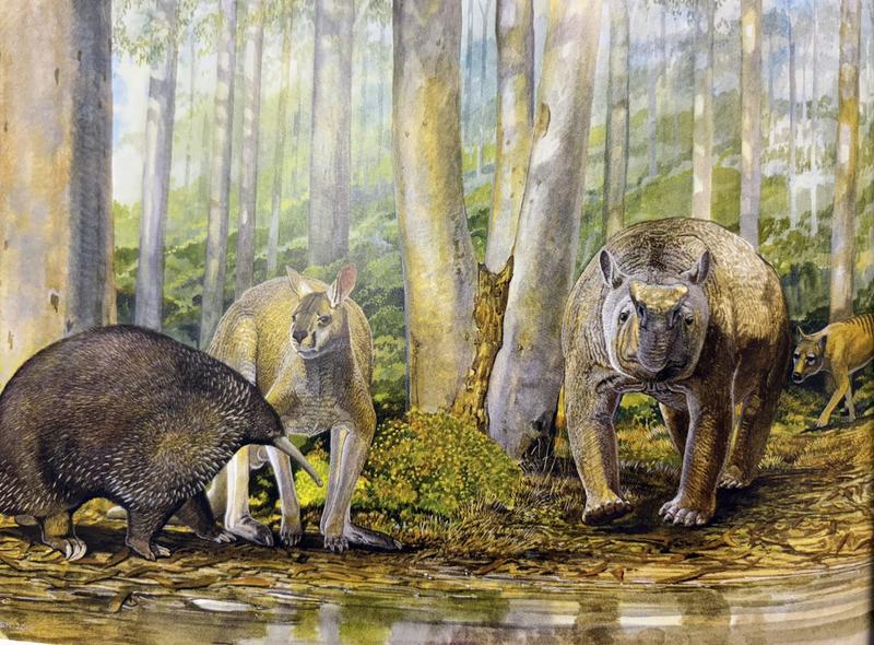 Hunters or collectors? New evidence challenges claim Australia’s First Peoples sent large animals extinct