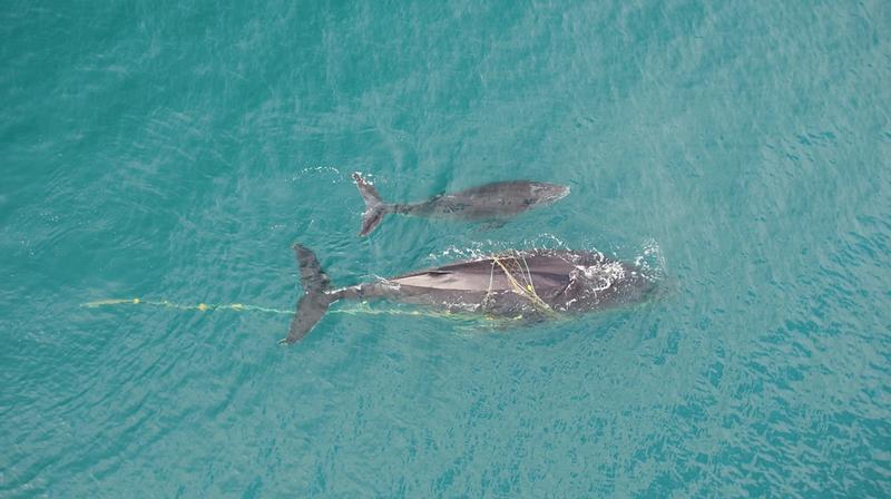 More whales are getting tangled in fishing gear and shark nets. Here’s what we can do