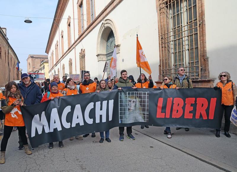 Macachi di Unife, la Cassazione: ‘bocciato’ il ricorso sul sequestro. I primati rimangono in Spagna