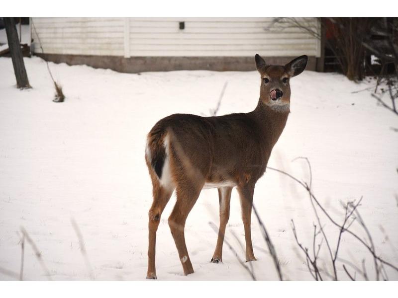 HISTORICALLY SPEAKING WITH ED COLEMAN: Deer were never extinct in Nova Scotia