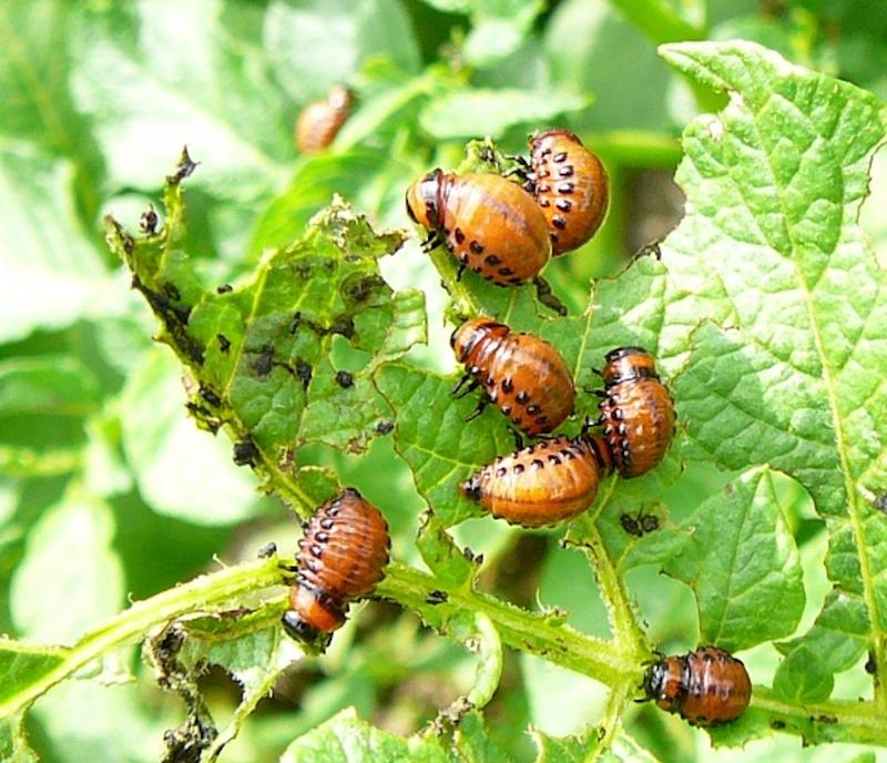 Kasvintuotanto | Yliö: Perunasyöpä, koloradonkuoriainen ja karviaishärmä – pelätyt tuontiuhat olivat kimmoke sata vuotta sitten säädetylle laille