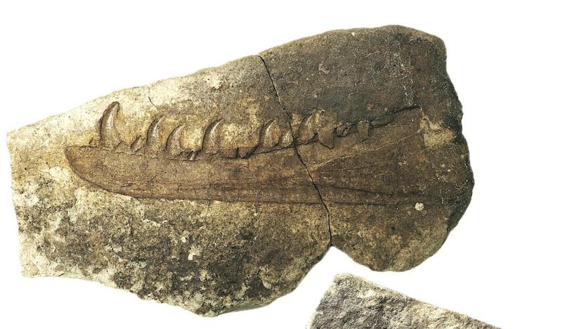 The new species of flesh-eating dinosaur that once roamed south Wales: an imaging technology revolution