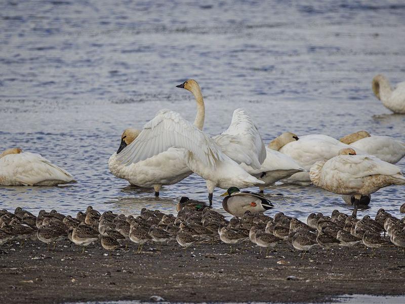 On the Road: A chilly day of swans