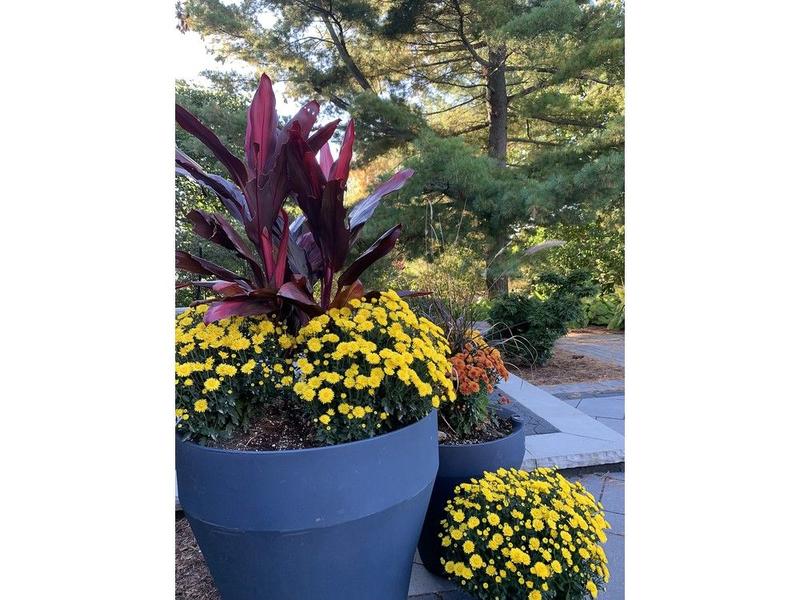 GARDEN CLIPPINGS: Mums a burst of colour on cooler days