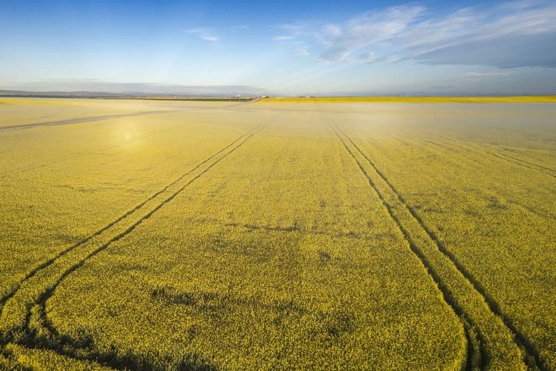 Charlebois: Health misinformation has triggered a canola oil witch hunt