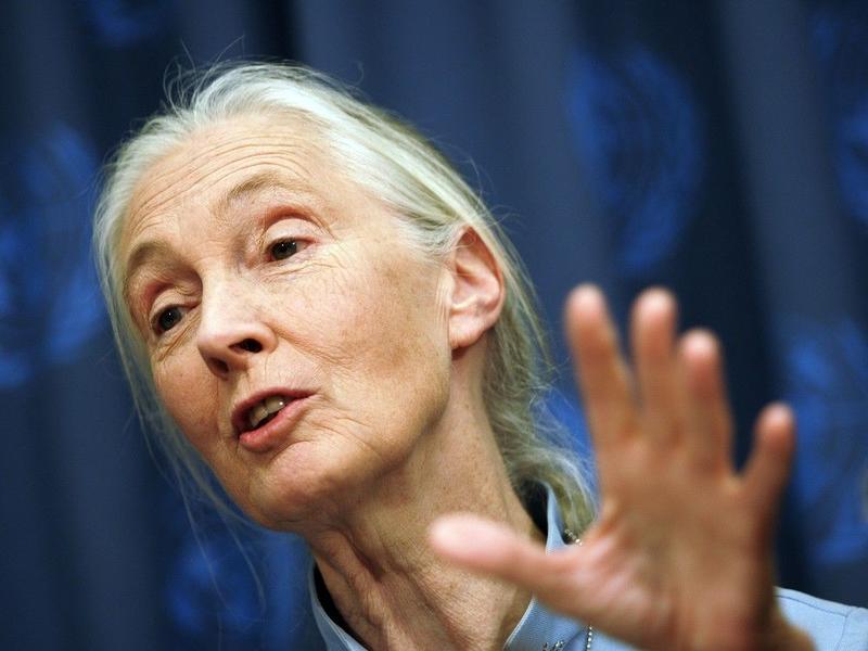 Dyer: What chimps taught Jane Goodall about war — and us