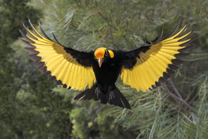 A tiny fossil suggests bowerbirds once lived in ancient New Zealand – new research