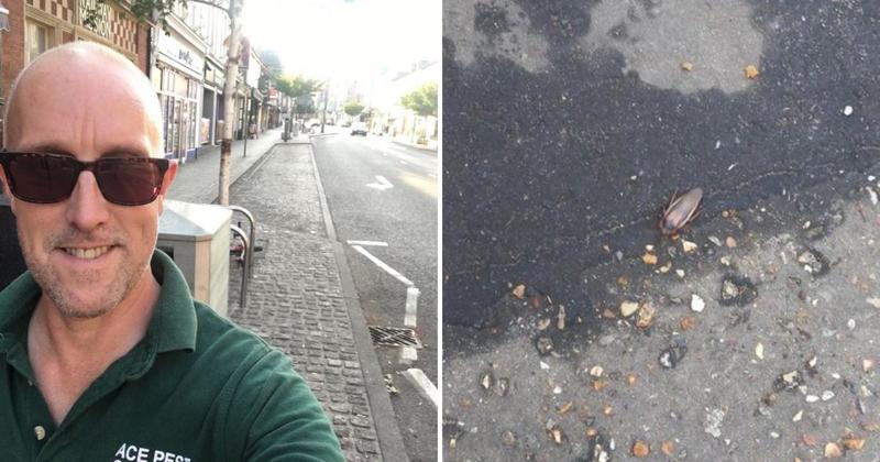 Pest controller baffled as cockroach found in street Pest controller baffled as cockroach found in street