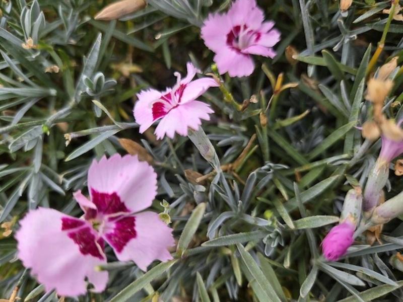 Deer-proofing your garden