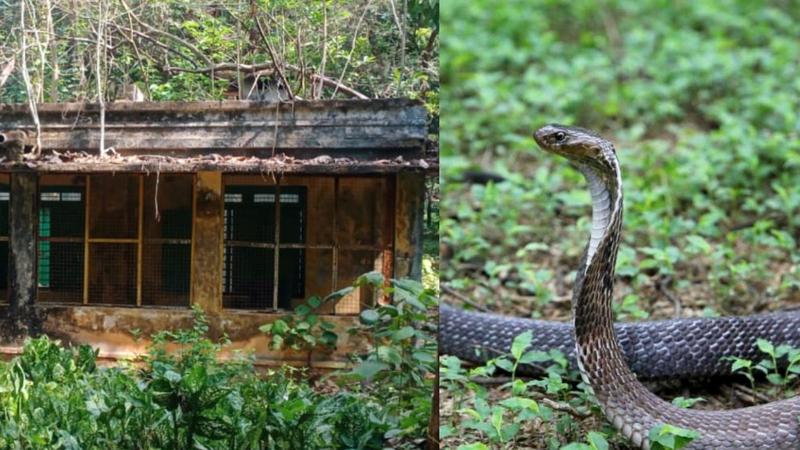 വല്ലാത്തൊരു കാഴ്ചയായിരുന്നു... അവന്റെ ചീറ്റലിന്റെ ശബ്ദം ഫാക്ടറി ജങ്ഷൻ വരെ കേട്ടിരിക്കും, ഉറപ്പ്