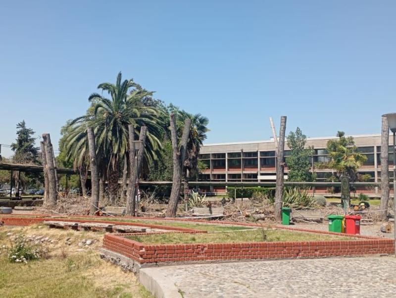 El desprecio a los árboles alcanza los campus universitarios