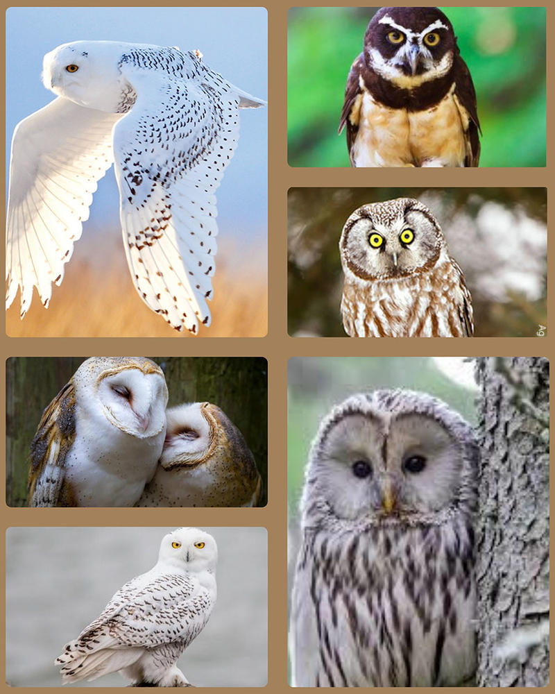 Stop Calling Owls Bring Bad Luck!