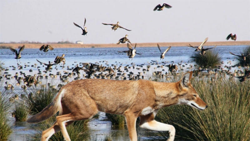 Samsun'da Kızılırmak Deltası Kuş Cenneti ölüyor! Samsun'da Kızılırmak Deltası Kuş Cenneti ölüyor!