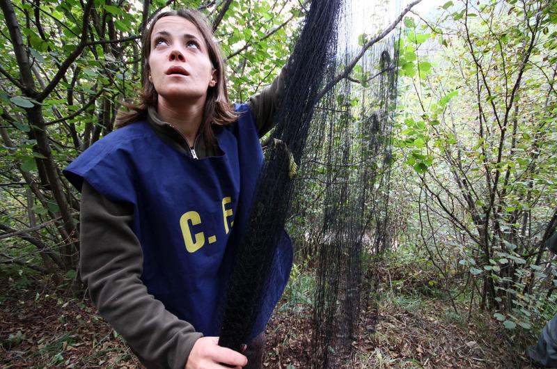 Bracconaggio, giro di vite nel Bresciano: 67 denunciati e oltre 500 dispositivi di cattura sequestrati