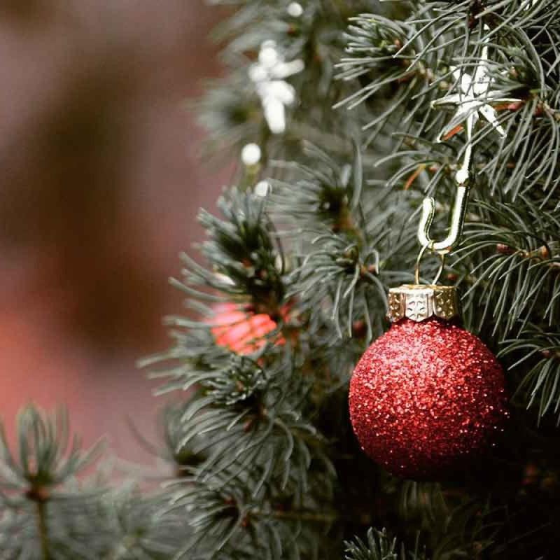 Estou à procura de plantas e flores para o Natal