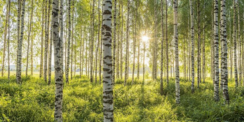 Der Belarusse ist einer, der Birkensaft liebt Der Belarusse ist einer, der Birkensaft liebt
