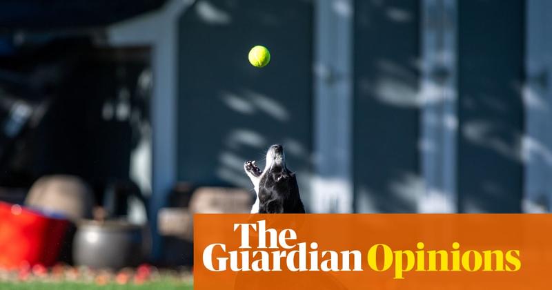 Dogs bred for herding sheep shouldn’t be stuck in the city. I would know – years ago, I tearfully gave one up