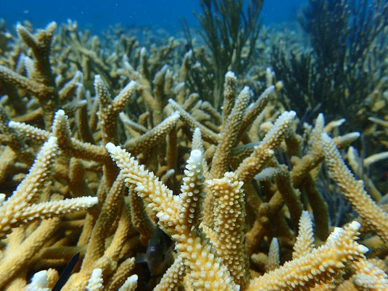 2 iconic coral species are now functionally extinct off Florida, study finds – we witnessed the reef’s bleaching and devastation