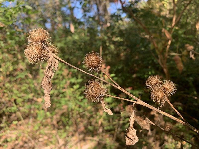 GARDEN CLIPPINGS: Burdock a nasty weed with some positives