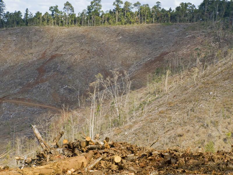 Queensland’s forests are still being bulldozed — and new parks alone won’t save them