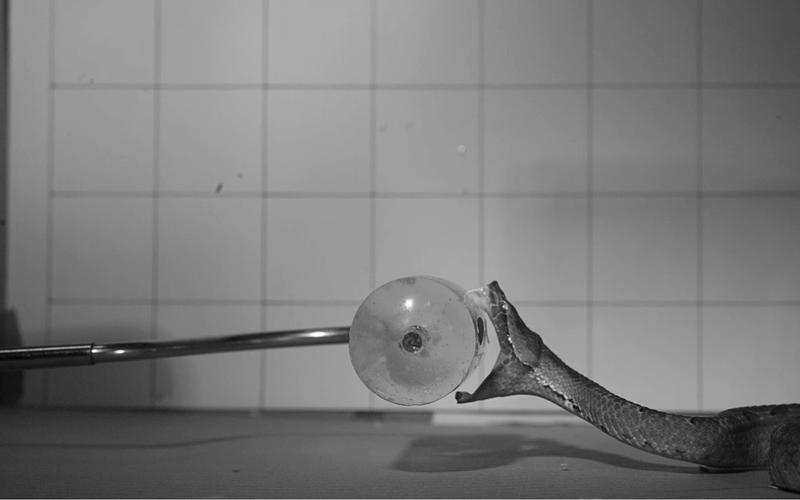 High-tech cameras capture the secrets of venomous snake bites