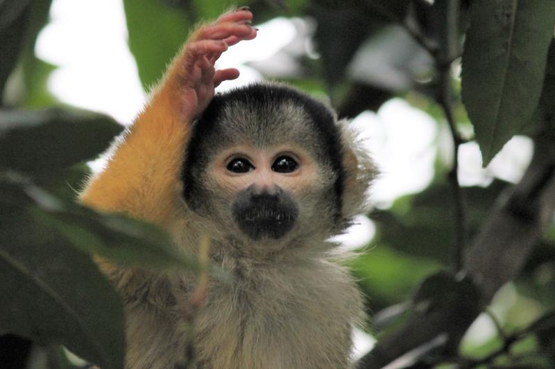 Opinion: New study reveals how illegal wildlife trade intersects with organized crime in Canada