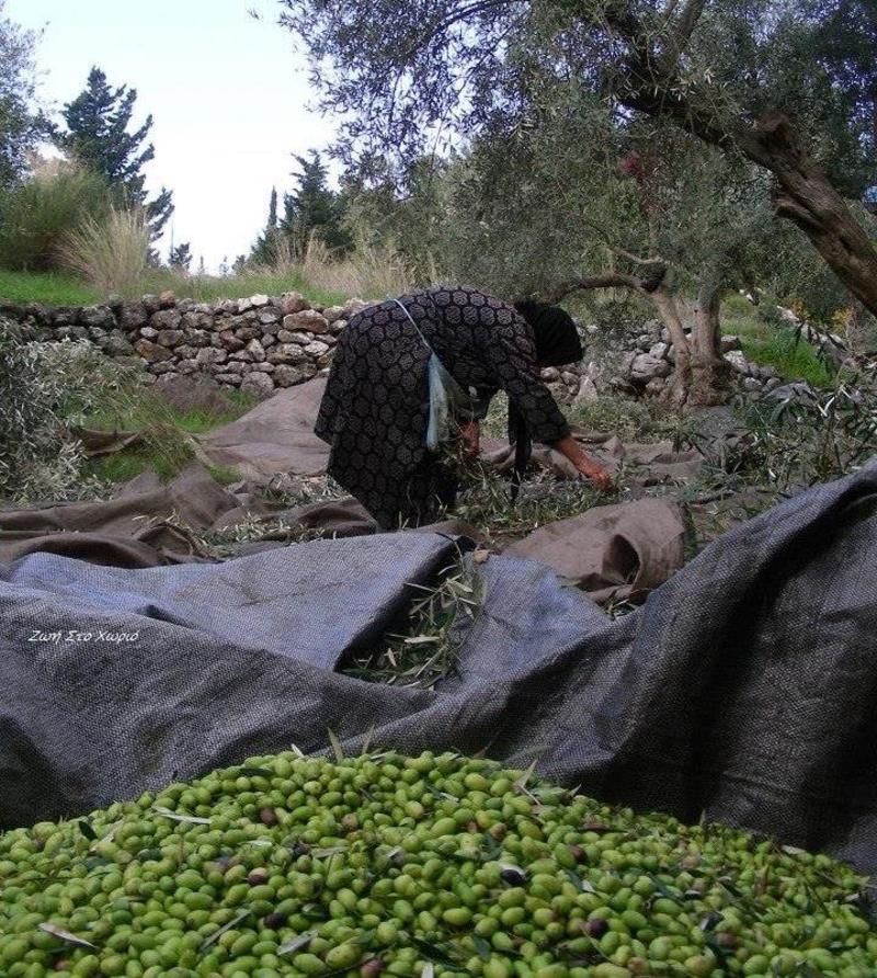 Το λιοµάζωµα και ο βραχνάς της ηλικιωµένης
