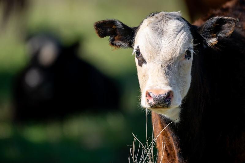 Argentine Beef Imports Would Betray US Ranchers