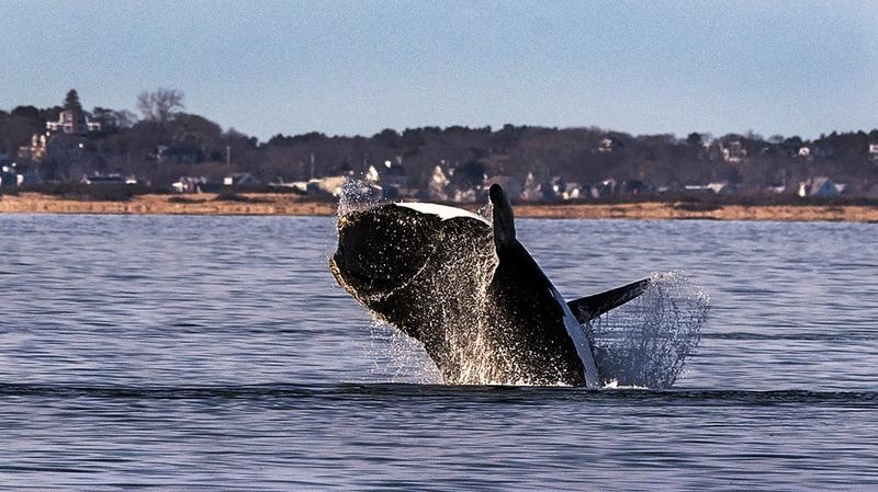 Trump Claimed Wind Farms Kill Whales—and Then Quietly Axed Research Into the Issue Trump Claimed Wind Farms Kill Whales—and Then Quietly Axed Research Into the Issue