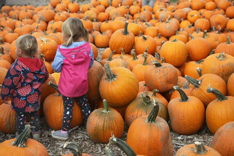 Pumpkins’ journey from ancient food staple to spicy fall obsession spans thousands of years