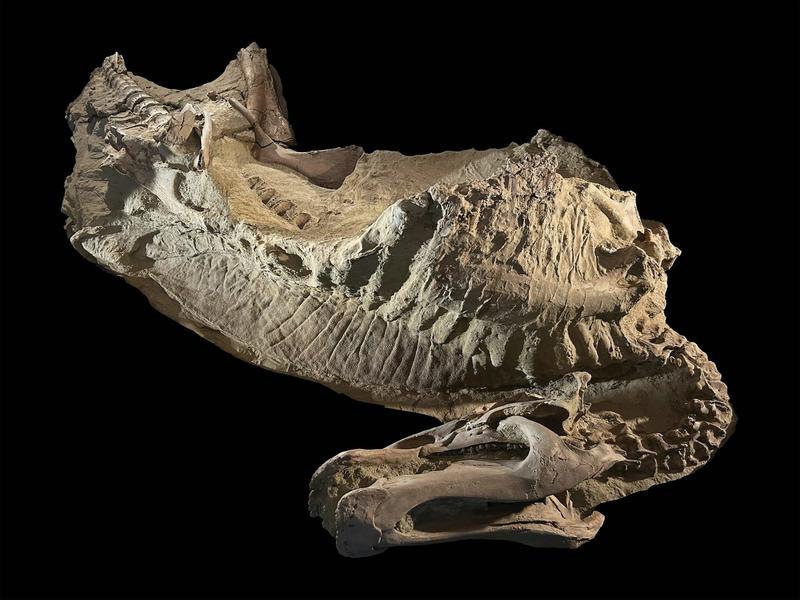 Dinosaur ‘mummies’ help scientists visualize the fleshy details of these ancient animals