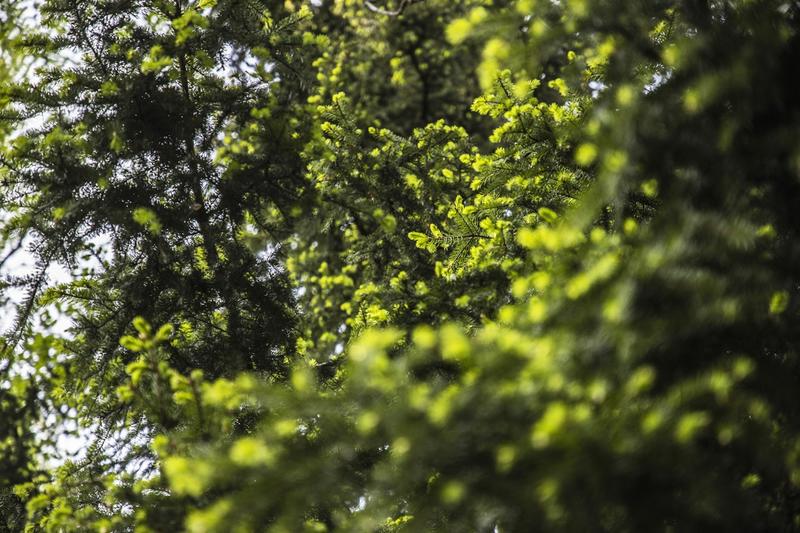 Metsä | Lukijalta: Neulasmäärien vaihtelu on osa puiden sopeutumisstrategiaa Metsä | Lukijalta: Neulasmäärien vaihtelu on osa puiden sopeutumisstrategiaa